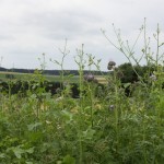 Blühstreifen am Feldrand